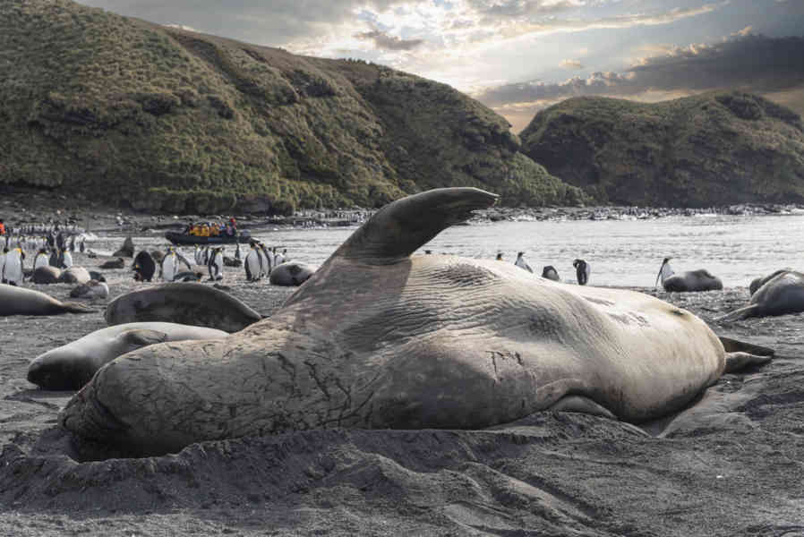 Elefante Marino - islas Georgias del Sur 04.jpg